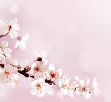 Doğanın arka planında çiçek ağacı var. Bahar çiçekleri. Bahar arkaplanı