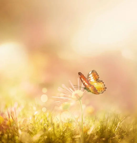 Güzel kelebek ve çiçek — Stok fotoğraf