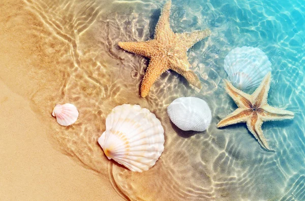 Zeesterren en schelpen op het zomerstrand in zeewater. Zomer achtergrond. — Stockfoto