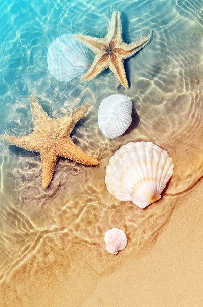 海の水で夏のビーチでヒトデや貝殻。夏の背景. — ストック写真