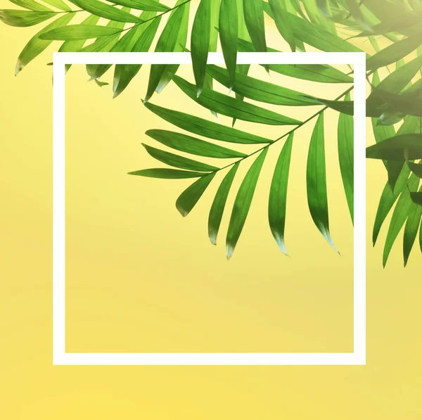 Темно-зелене тропічне пальмове листя на жовтому фоні — стокове фото