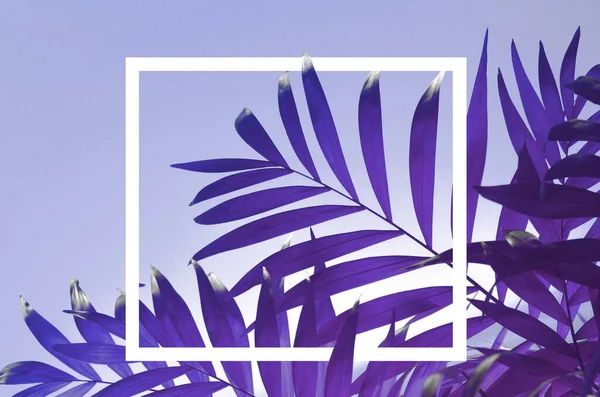 Mavi renkli arka planda tropik palmiye yaprağı — Stok fotoğraf