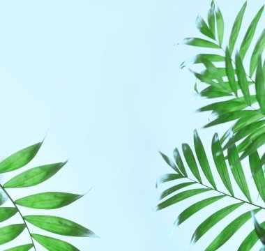 dark green tropical palm leaf on blue background