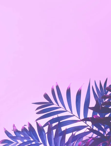 粉红棕榈背景的热带棕榈叶 — 图库照片