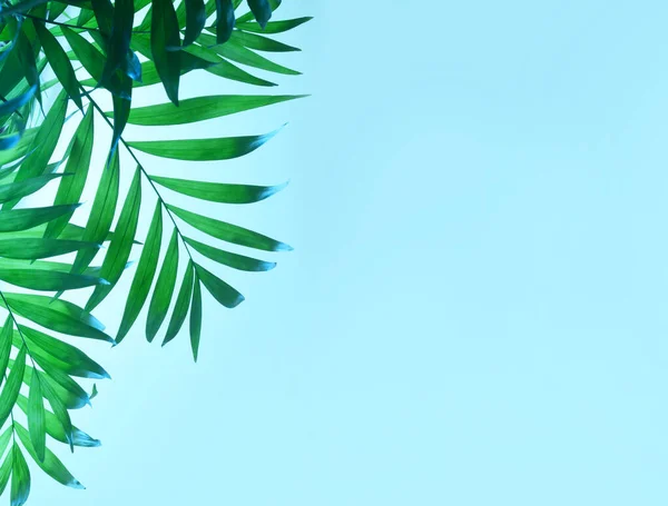Dark green tropical palm leaf on blue background — 图库照片