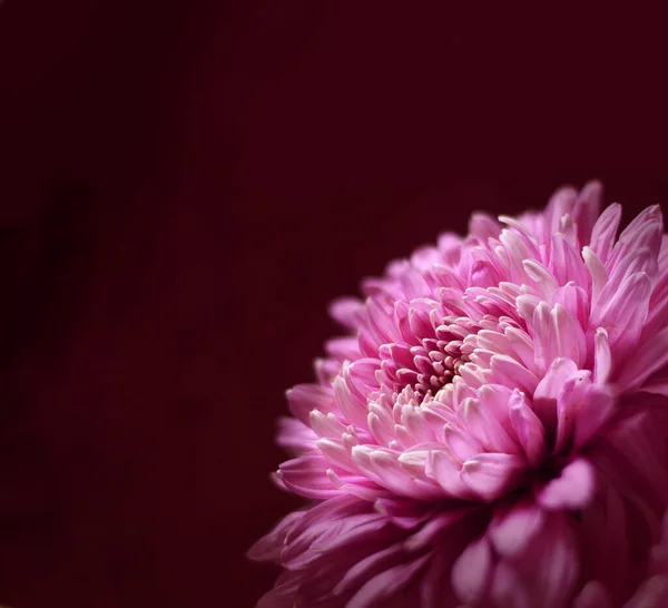 Яркий свежий цветок на коричневой поверхности — стоковое фото