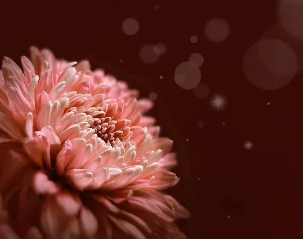 Kahverengi yüzeyde parlak, taze bir bahçe çiçeği — Stok fotoğraf