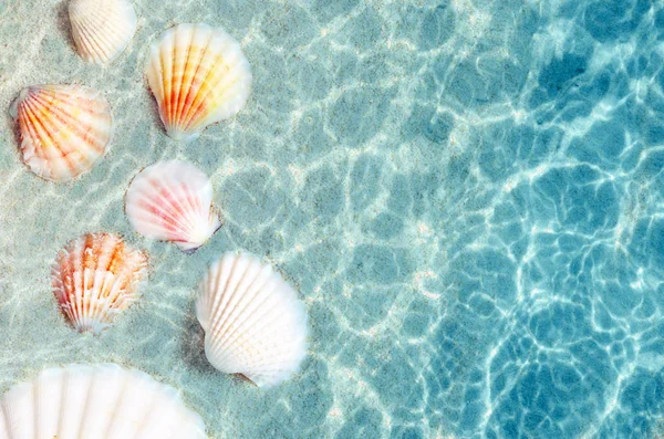 Cáscaras de mar en la playa de verano en agua de mar. Fondo de verano . — Foto de Stock