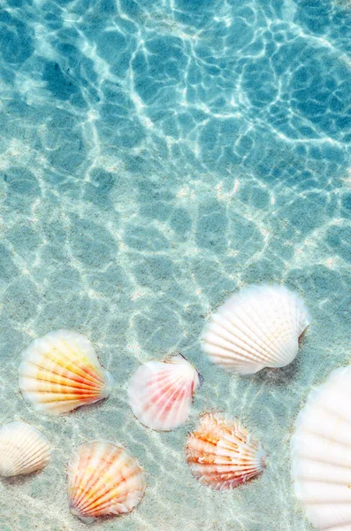 Schelpen op het zomerstrand in zeewater. Zomer achtergrond. — Stockfoto