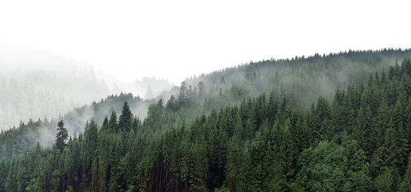 Sisin içindeki yeşil dağ ormanı. Yamaçlarda Evergreen ladini ve çam ağaçları. Doğa resmi.