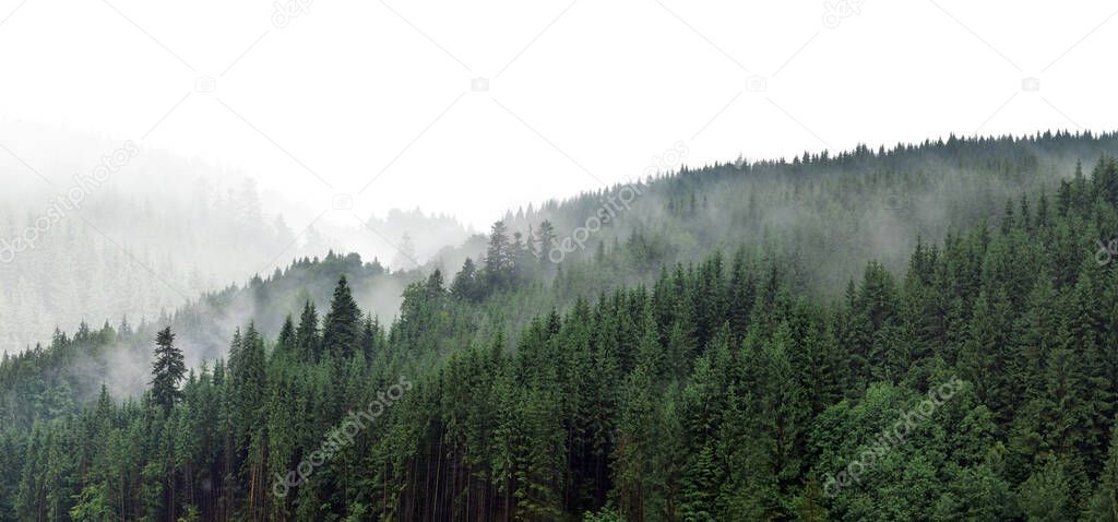 Green mountain forest in the fog. Evergreen spruce and pine trees on the slopes. Nature painting.
