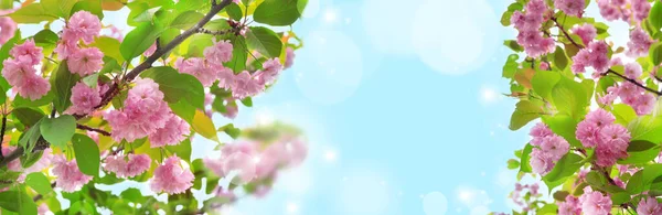 背景に桜が咲いています 春の花 春の風物詩 — ストック写真
