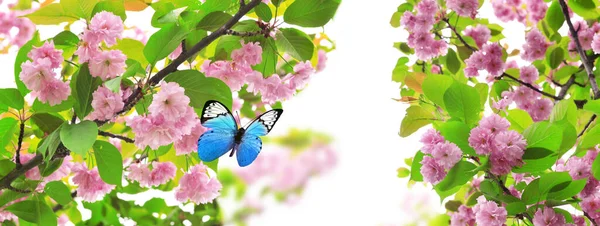 自然の背景と蝶の上に花の木 春の花 春の背景 — ストック写真
