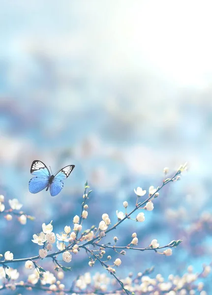 Bulanık doğa arka planında kiraz çiçekleri. Bahar çiçekleri. Bokeh 'le bahar arkaplanı. Kelebek.