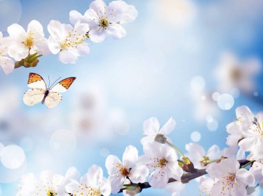 Doğanın arka planında çiçek ağacı ve kelebek. Bahar çiçekleri. Bahar Arkaplanı.