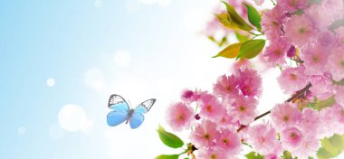 Bulanık doğa arka planında kiraz çiçekleri. Bahar çiçekleri. Bokeh 'le bahar arkaplanı. Kelebek.