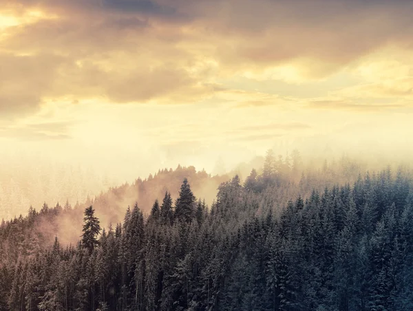 Green mountain forest in the fog. Evergreen spruce and pine trees on the slopes. Nature painting.