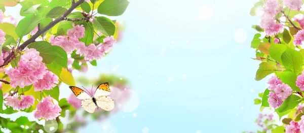 Kersenbloesems Wazig Natuur Achtergrond Voorjaarsbloemen Voorjaar Achtergrond Met Bokeh Vlinder — Stockfoto