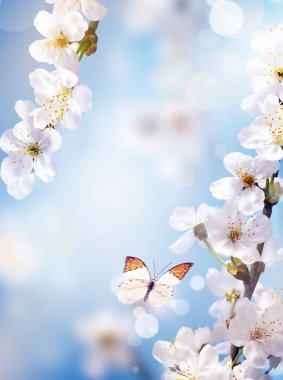 Doğanın arka planında çiçek ağacı ve kelebek. Bahar çiçekleri. Bahar Arkaplanı.