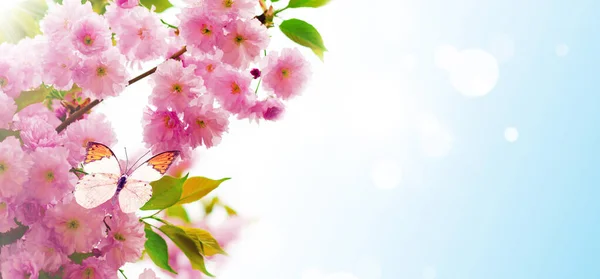 背景に桜が咲いています 春の花 墨色で春の背景 — ストック写真