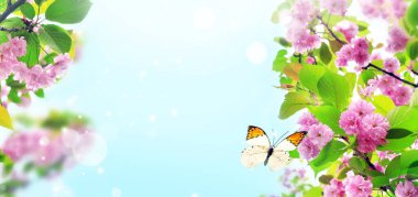 Bulanık doğa arka planında kiraz çiçekleri. Bahar çiçekleri. Bokeh 'le bahar arkaplanı. Kelebek.