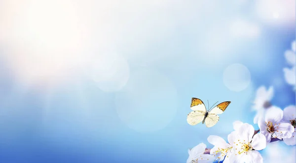 Blossom Tree Nature Background Butterfly Spring Flowers Spring Background — 스톡 사진
