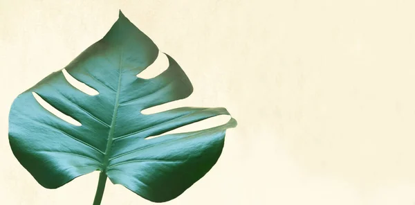Tropical jungle Monstera leaf isolated.