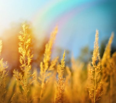 Sonbahar ve yaz manzarası. Sarı çayır ve mavi gökyüzü.