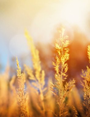 Sonbahar ve yaz manzarası. Sarı çayır ve mavi gökyüzü.