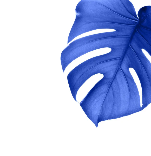 Тропічний Синій Лист Монстери Ізольований Рожевому Фоні — стокове фото