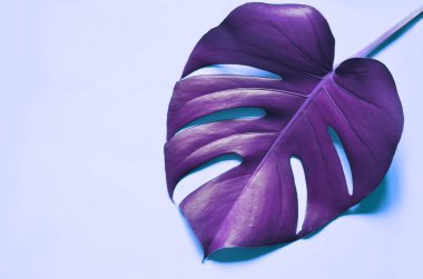 Mavi arka planda tropikal mor canavar yaprağı izole edilmiş..