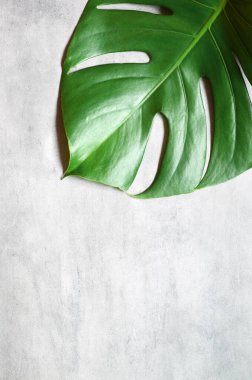Gri arkaplanda tropik orman canavarı yaprağı var..
