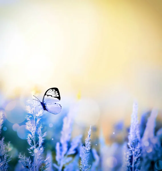 Outono Verão Paisagem Prado Azul Borboleta Céu — Fotografia de Stock