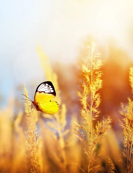 Autumn and summer landscape. Yellow meadow, butterfly and blue sky.