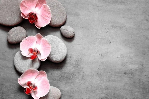 Спа Камені Рожева Орхідея Сірому Фоні — стокове фото