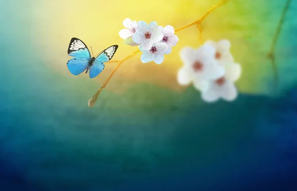 Blossom Tree Nature Background Butterfly Spring Flowers Spring Background — 스톡 사진