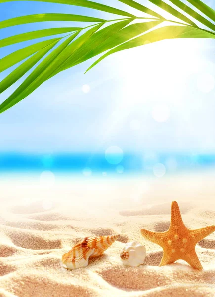 ヒトデと貝殻が白い砂と熱帯ヤシの葉で夏のビーチ — ストック写真