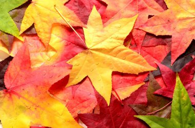 Arka plan grubu sonbahar portakal yaprakları. Açık havada. Sonbahar konsepti.