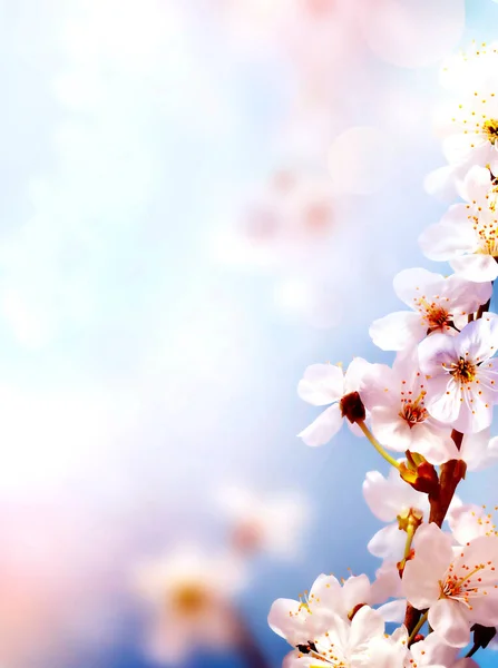 Bulanık doğa arka planında kiraz çiçekleri. Bahar çiçekleri. Bokeh ile bahar arkaplanı.