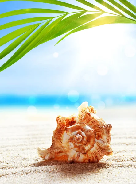 白い砂浜と熱帯ヤシの葉の貝殻を持つ夏のビーチ — ストック写真