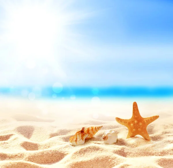 Krajobraz Rozgwiazdy Muszli Tropikalnej Plaży Koncepcja Letnia — Zdjęcie stockowe