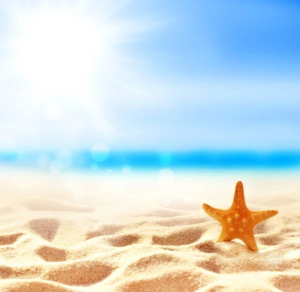 Paisaje Con Estrellas Mar Concha Playa Tropical Concepto Verano — Foto de Stock