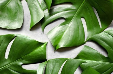 Gri beton arka planda canavar yaprağı. Yukarıdan bak. Canavar arkaplanı. Yaz doğa spa moda konsepti.