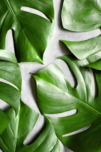 Monstera leaf on grey concrete background. View from above. Monstera background. Summer nature spa fashion concept.