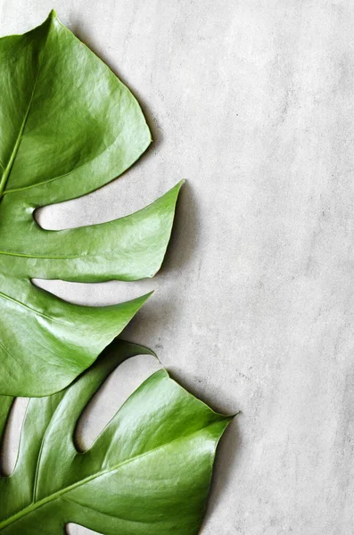 Monstera leaf on grey concrete background. View from above. Monstera background. Summer nature spa fashion concept.