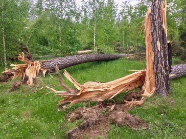 Ormanda devrilmiş ağaçlar