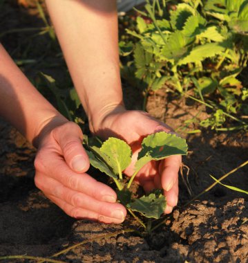Bahçıvanın eli, toprağa bir lahana bitki tutuyor.