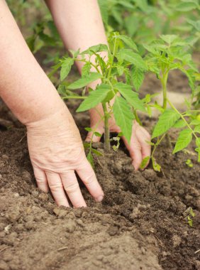 sebze bahçesinde domates fide dikim çiftçinin elleri