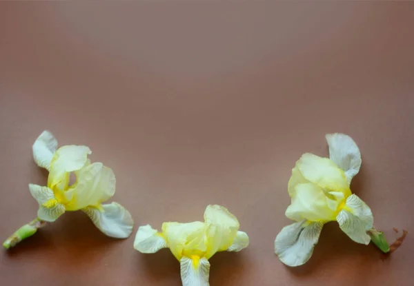 Corona de marco redondo hecha de tulipanes amarillos, iris púrpura y flores de manzanilla sobre fondo marrón. Asiento plano, vista superior. Fondo floral — Foto de Stock