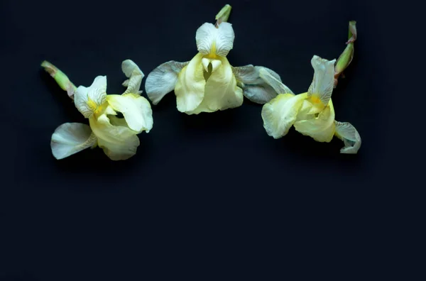 Corona de marco redondo hecha de tulipanes amarillos, iris púrpura y flores de manzanilla sobre fondo negro. Asiento plano, vista superior. Fondo floral — Foto de Stock